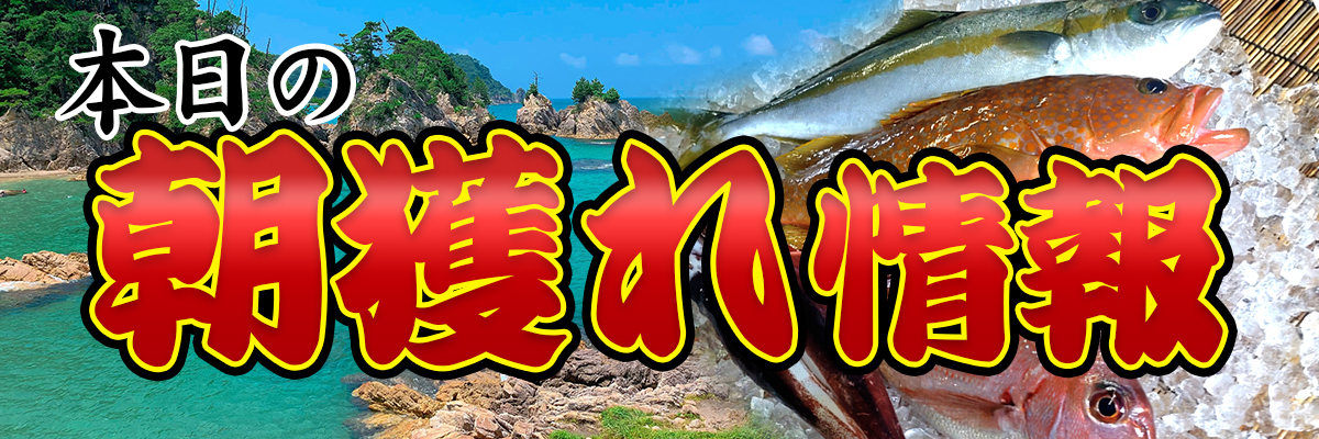 鮮魚詰め合わせ小バナー.jpg